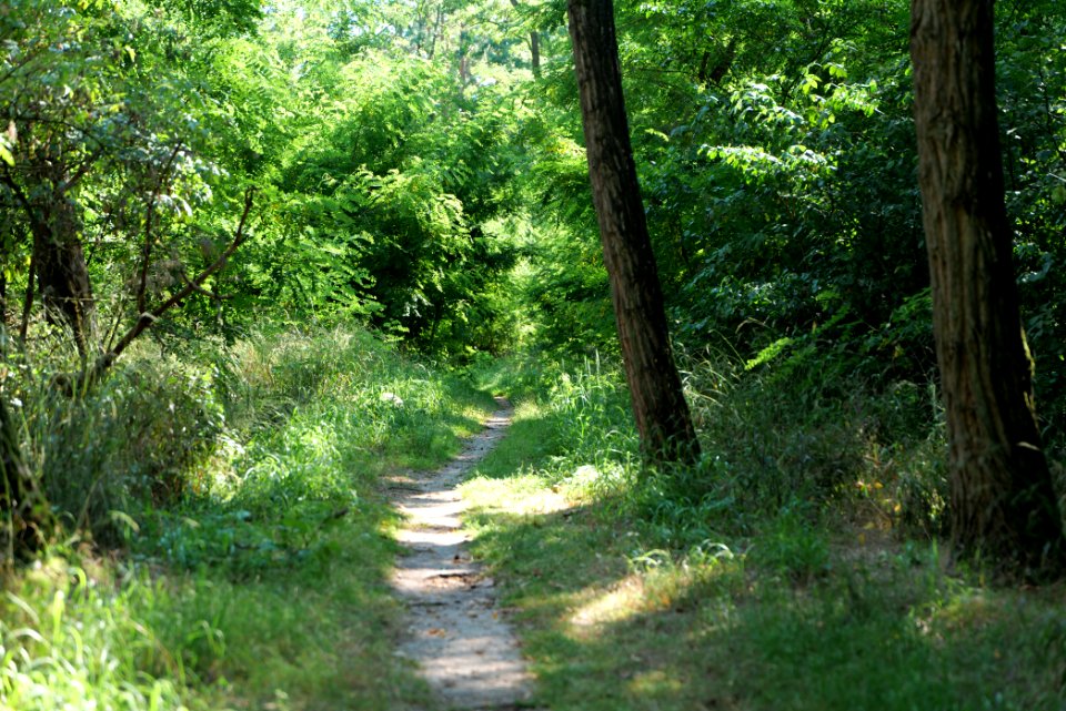 Herrensee, Lange-Damm-Wiesen und Barnim-Hänge 2020-08-05 164