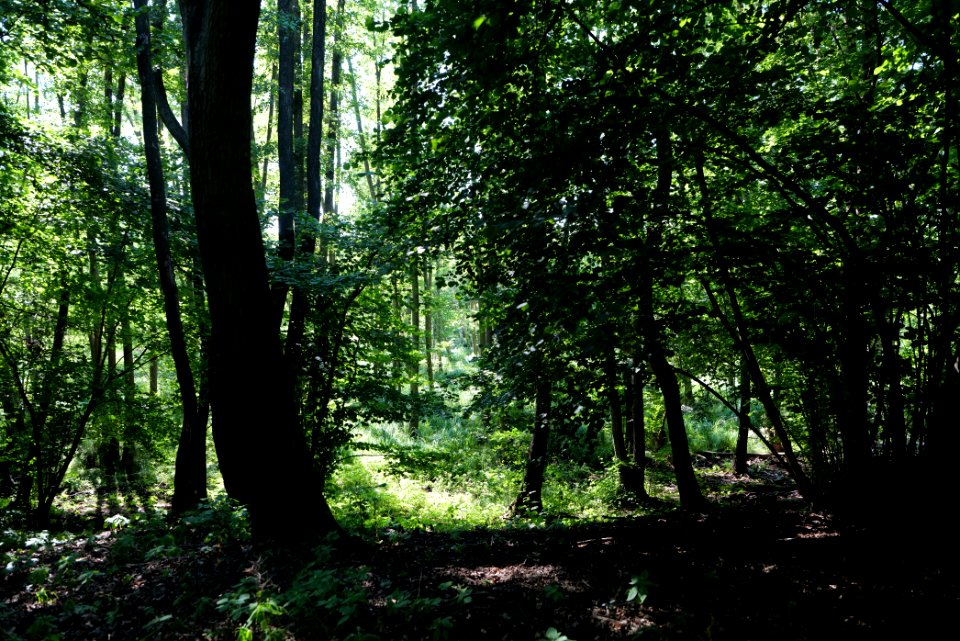 Herrensee, Lange-Damm-Wiesen und Barnim-Hänge 2020-08-05 148