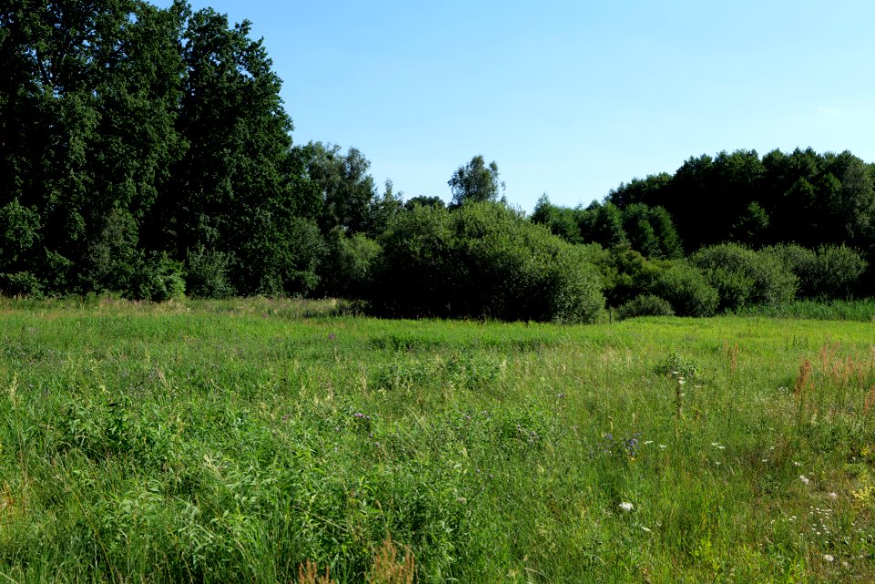 Herrensee, Lange-Damm-Wiesen und Barnim-Hänge 2020-08-05 189