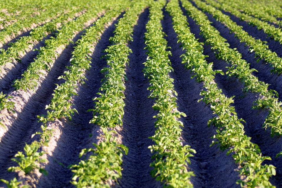 Plants seedlings agriculture