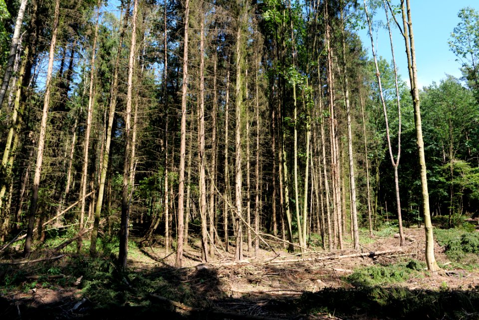 Herrensee, Lange-Damm-Wiesen und Barnim-Hänge 2020-08-05 115