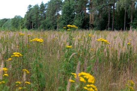 Herrensee, Lange-Damm-Wiesen und Barnim-Hänge 2020-08-05 12