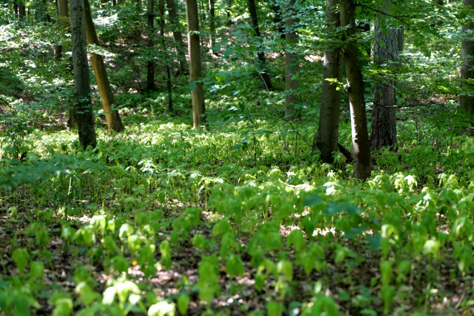Herrensee, Lange-Damm-Wiesen und Barnim-Hänge 2020-08-05 105