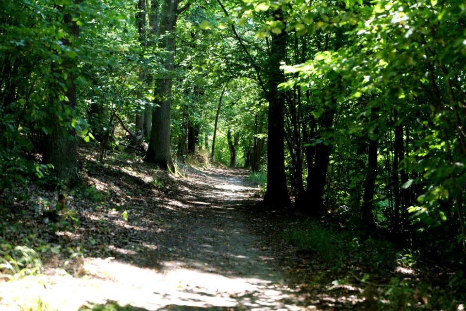 Herrensee, Lange-Damm-Wiesen und Barnim-Hänge 2020-08-05 103
