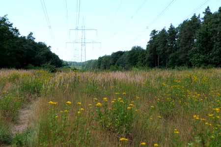 Herrensee, Lange-Damm-Wiesen und Barnim-Hänge 2020-08-05 09