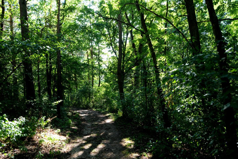 Herrensee, Lange-Damm-Wiesen und Barnim-Hänge 2020-08-05 172