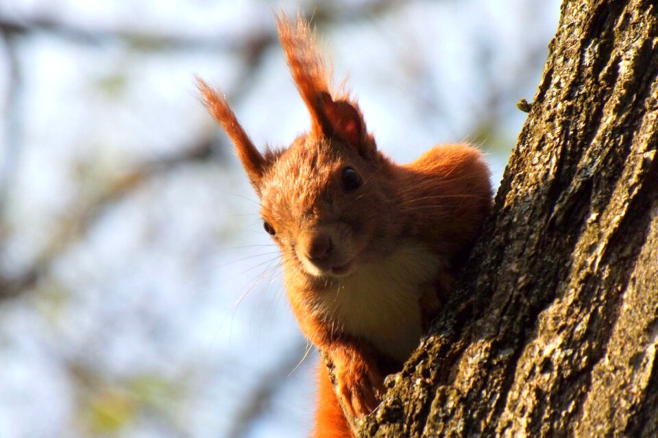 Spring tree animal world