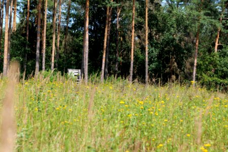 Herrensee, Lange-Damm-Wiesen und Barnim-Hänge 2020-08-05 03
