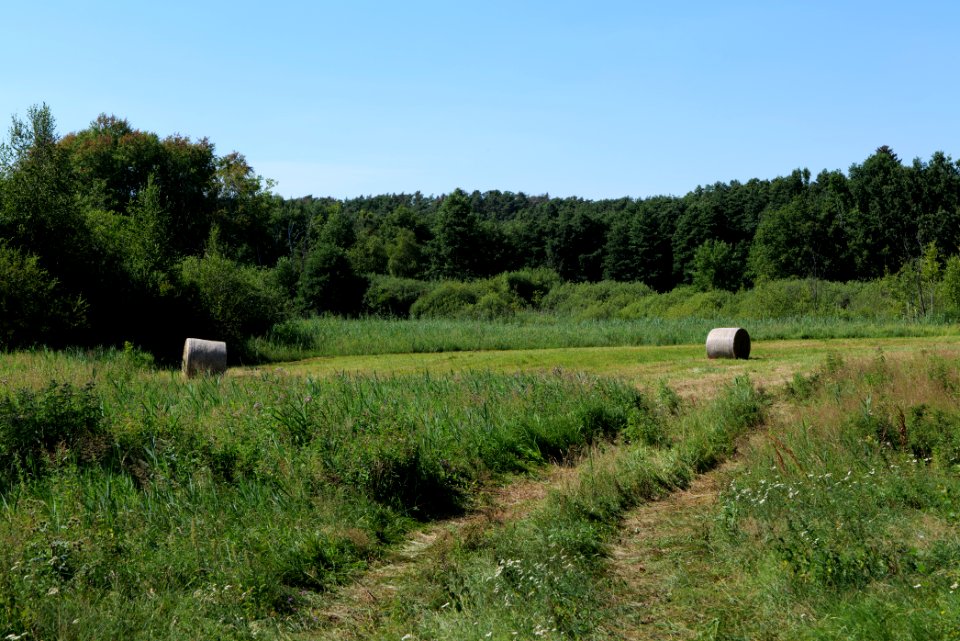 Herrensee, Lange-Damm-Wiesen und Barnim-Hänge 2020-08-05 131