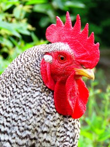 Poultry gockel close up