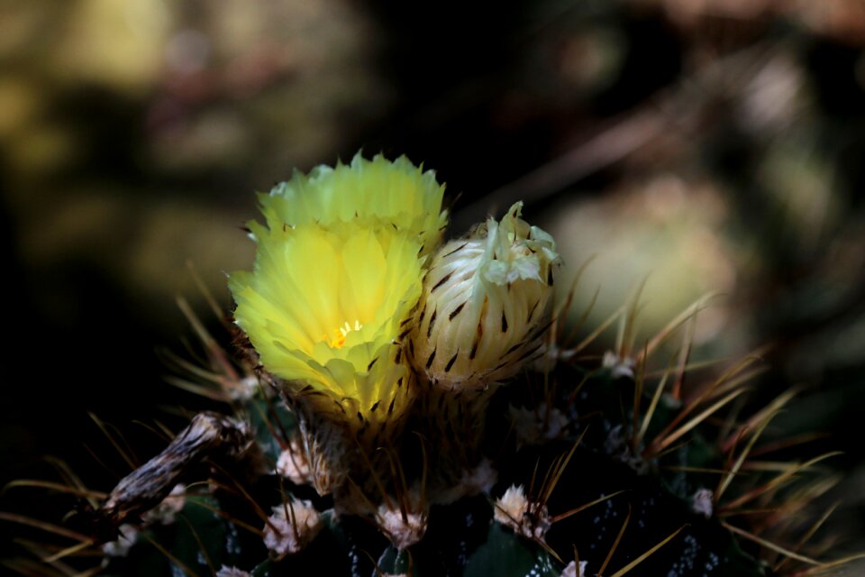 Macro cactus cactus flower