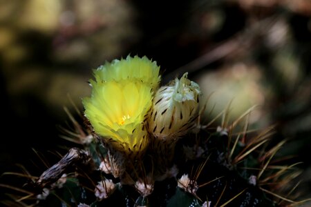 Macro cactus cactus flower