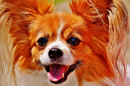 Small dog pets hairy