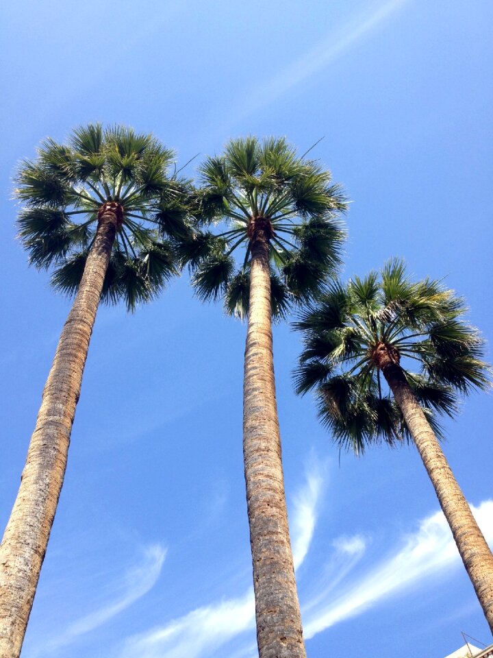 Blue sky tree clouds photo