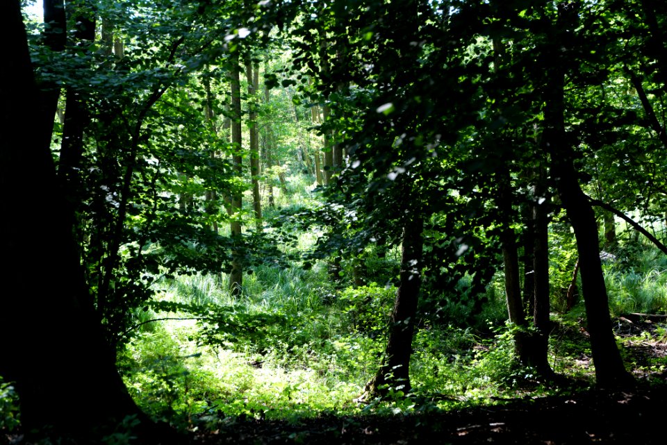 Herrensee, Lange-Damm-Wiesen und Barnim-Hänge 2020-08-05 149