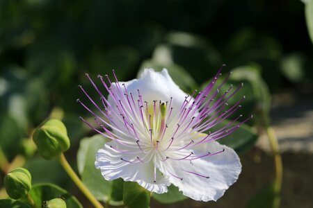 Flower caper edit