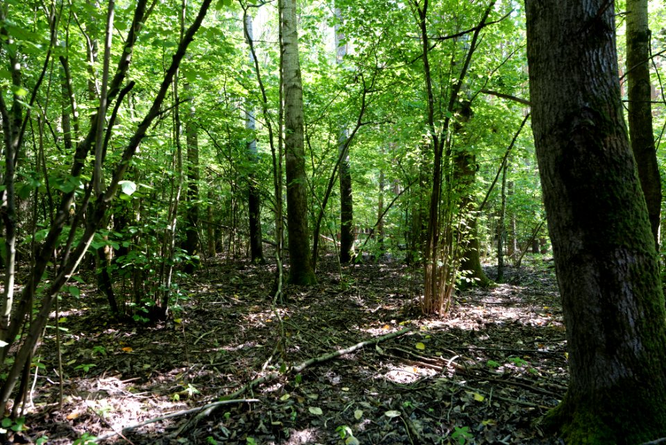 Herrensee, Lange-Damm-Wiesen und Barnim-Hänge 2020-08-05 125