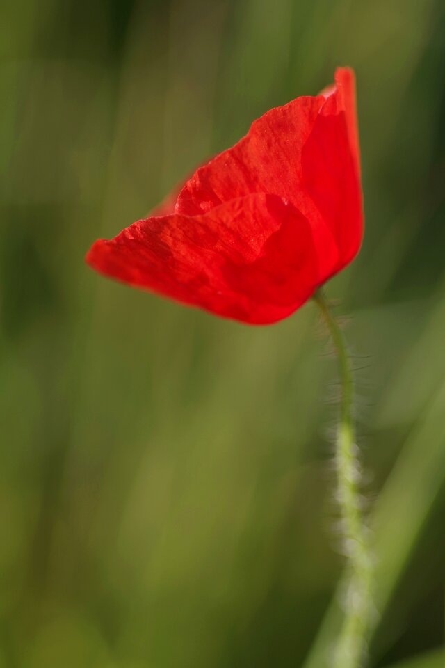 Single the petals macro