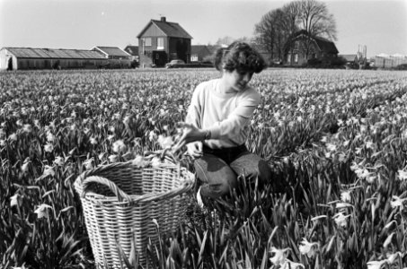 Het koppen van bloembollen in een bollenveld in Lisse begonnen, Bestanddeelnr 932-0822