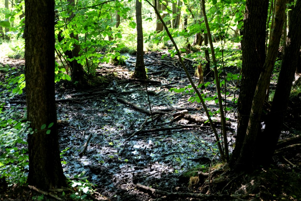 Herrensee, Lange-Damm-Wiesen und Barnim-Hänge 2020-08-05 142