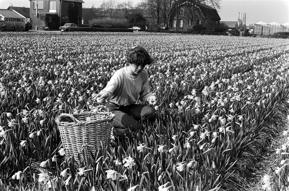 Het koppen van bloembollen in een bollenveld in Lisse begonnen, Bestanddeelnr 932-0823