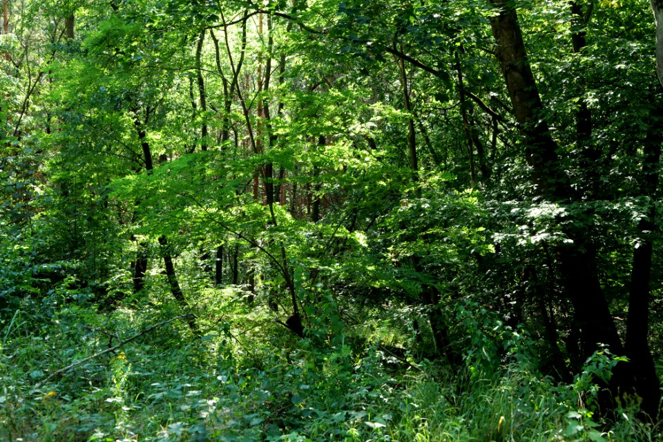 Herrensee, Lange-Damm-Wiesen und Barnim-Hänge 2020-08-05 119
