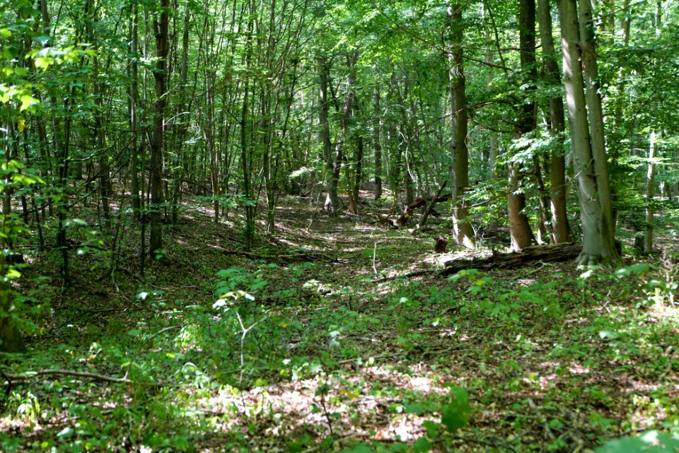 Herrensee, Lange-Damm-Wiesen und Barnim-Hänge 2020-08-05 110