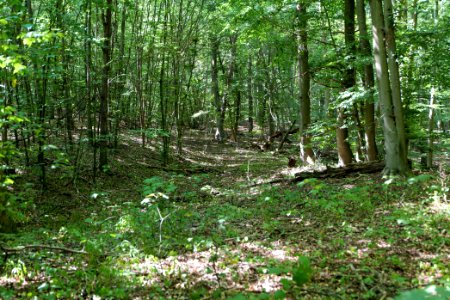 Herrensee, Lange-Damm-Wiesen und Barnim-Hänge 2020-08-05 110
