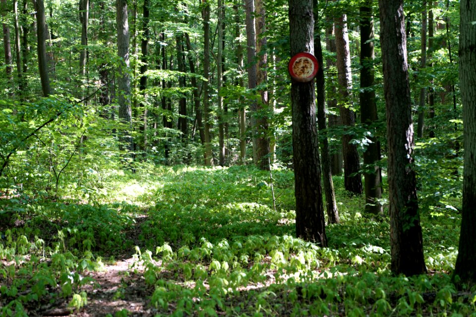 Herrensee, Lange-Damm-Wiesen und Barnim-Hänge 2020-08-05 106