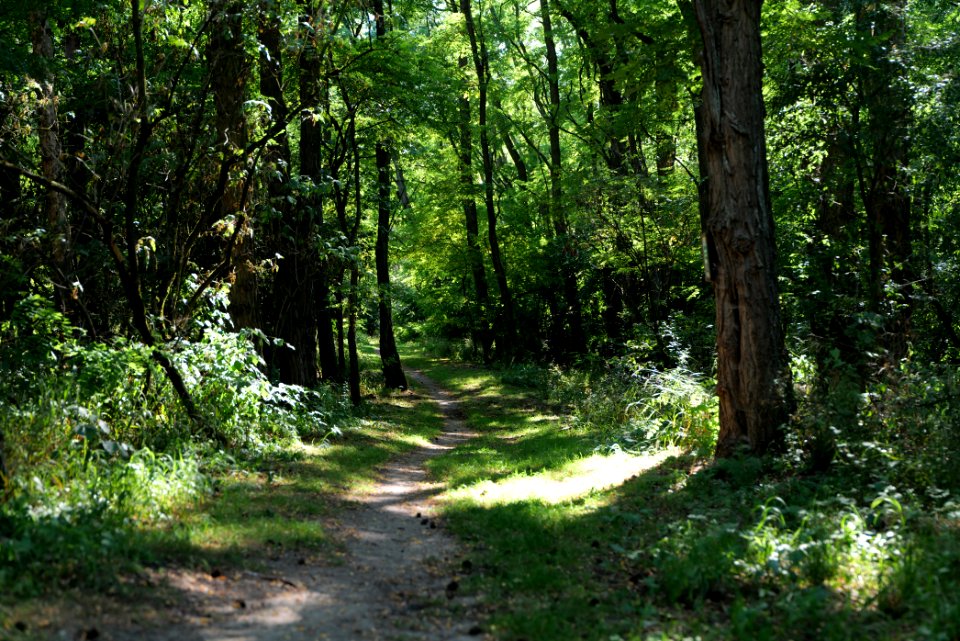 Herrensee, Lange-Damm-Wiesen und Barnim-Hänge 2020-08-05 168