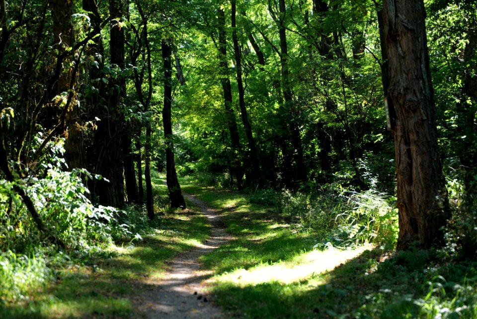 Herrensee, Lange-Damm-Wiesen und Barnim-Hänge 2020-08-05 169
