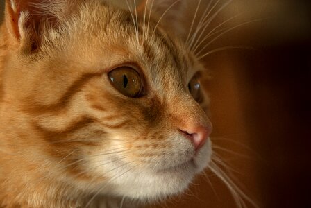 Domestic animal tabby moustache photo