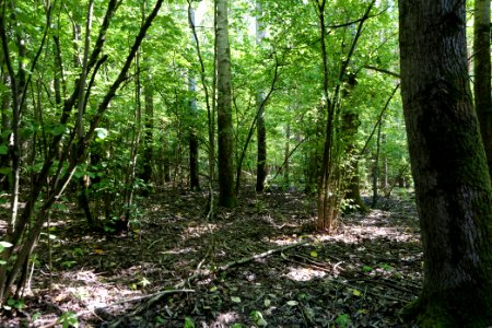 Herrensee, Lange-Damm-Wiesen und Barnim-Hänge 2020-08-05 124