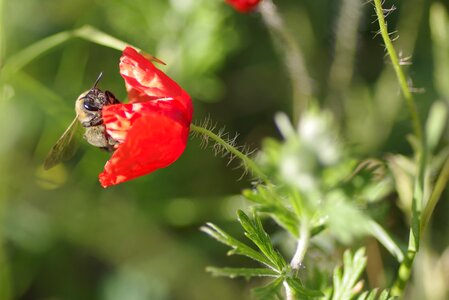 Nectar red single