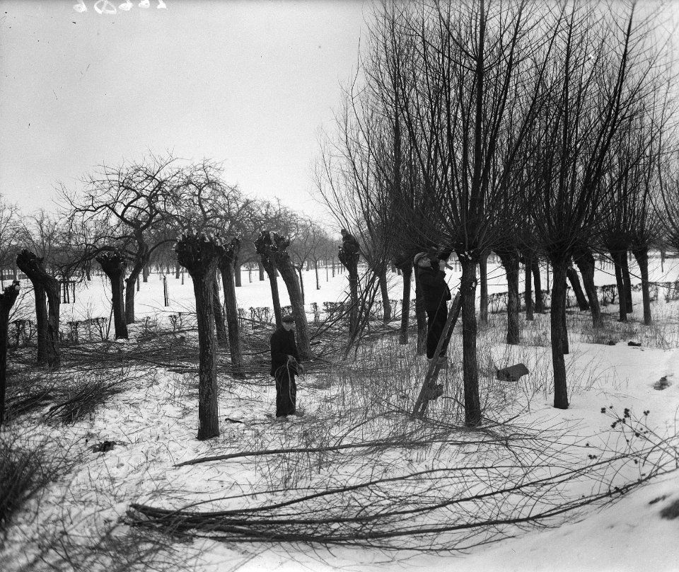 Het knotten van wilgen in het land van Maas en Waal, Bestanddeelnr 902-0686