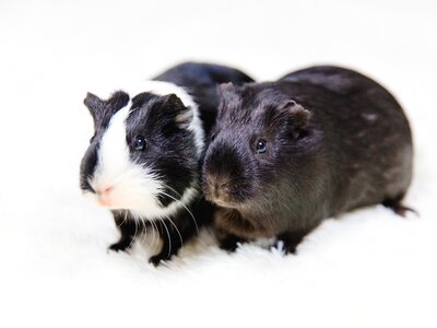Black and white animals pet