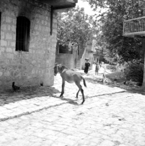 Het dorp Peki'in in Opper Galilea. Een straattafreeltje met o.a. het veulen van , Bestanddeelnr 255-3757