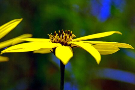 Bloom composites macro