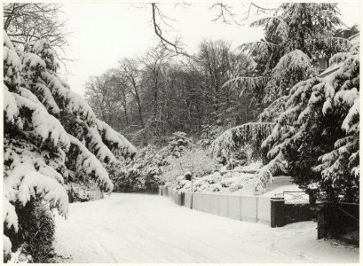 Het Kopje van Bloemendaal in de sneeuw. NL-HlmNHA 54015759