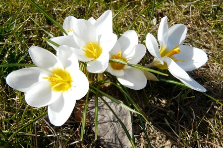 Frühlingsanfang yellow white flower photo