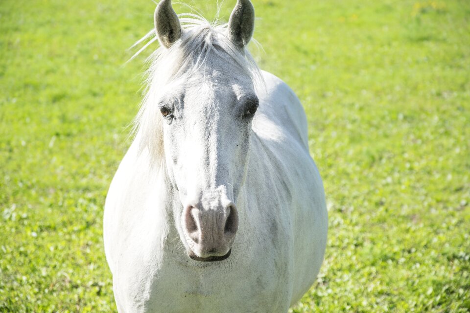 Animal farm mammal photo