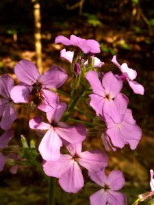 Hesperis matronalis, Mount Lebanon, Pennsylvania, 1