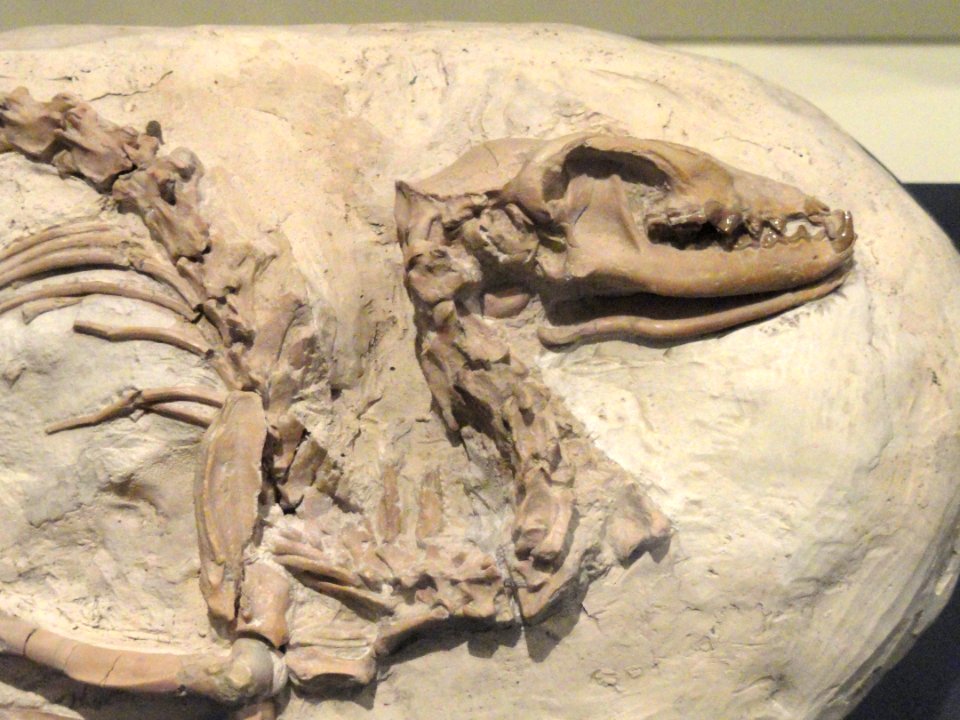 Hesperocyon gregarius detail, Douglas, Wyoming, USA, Early Oligocene - Royal Ontario Museum - DSC00109