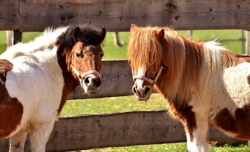 Animal pony