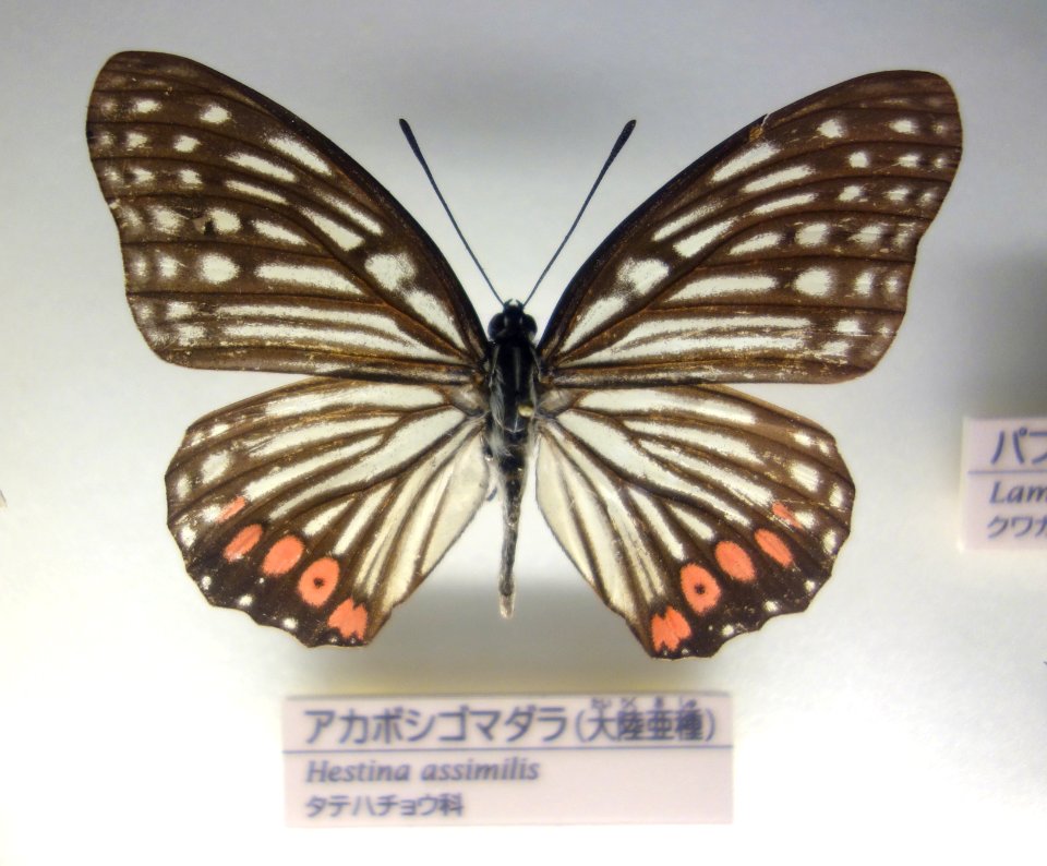 Hestina assimilis - National Museum of Nature and Science, Tokyo - DSC07140