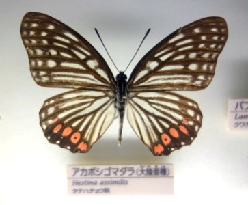 Hestina assimilis - National Museum of Nature and Science, Tokyo - DSC07140 photo