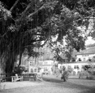 Het 's Lands Hospitaal in Paramaribo, Bestanddeelnr 252-6051
