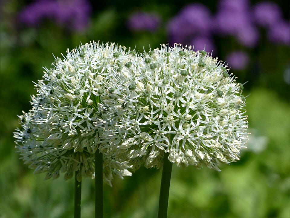 Allium giganteum white spring