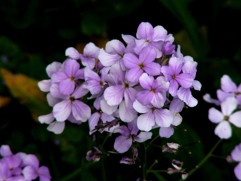Hesperis matronalis, Beechview, Pittsburgh, Pennsylvania, 1