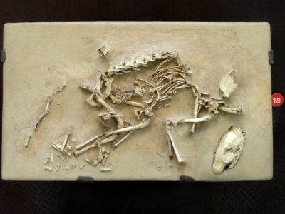 Hesperocyon gregarius - AMNH - DSC06335